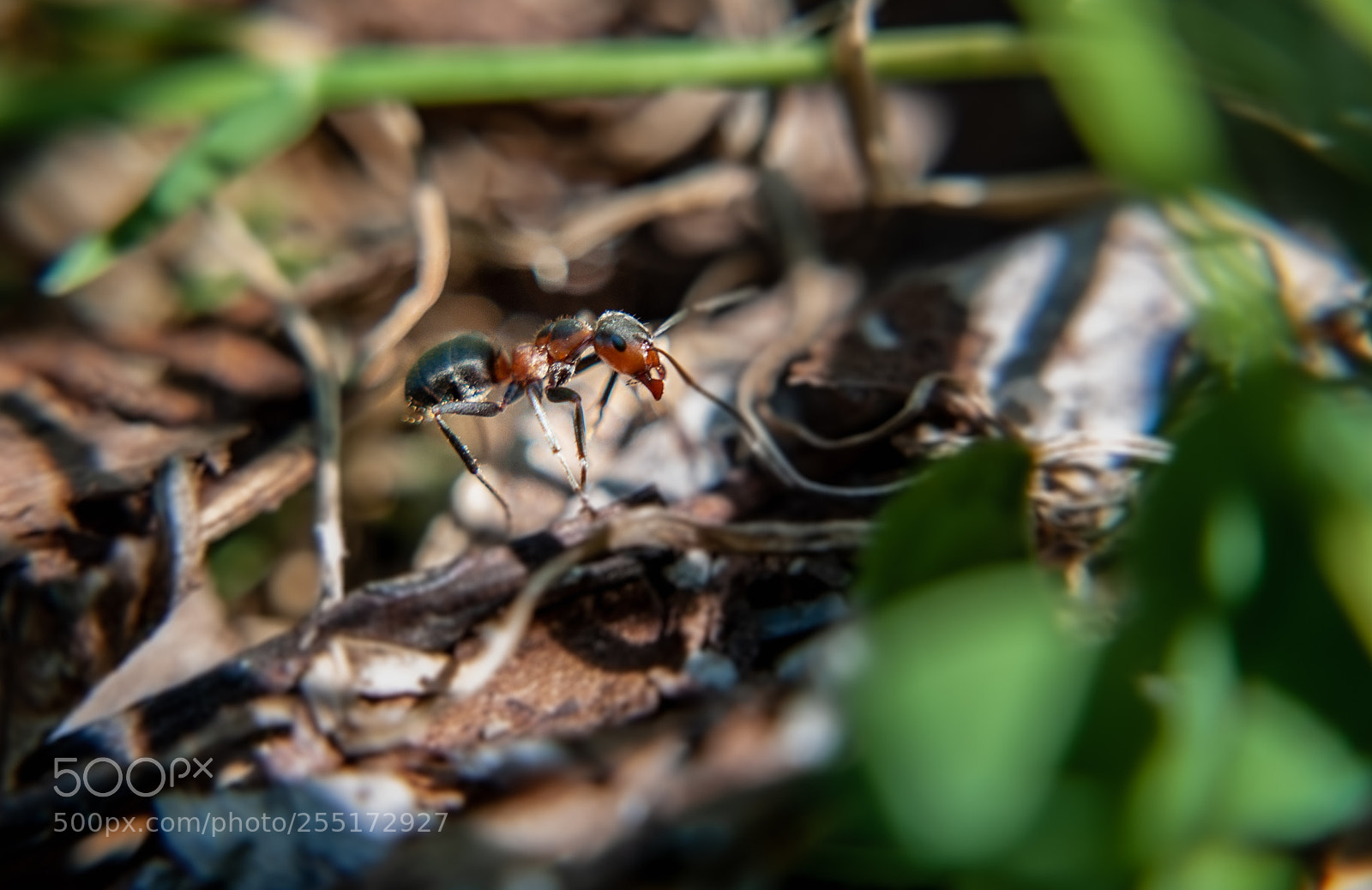 Nikon D90 sample photo. Bug life photography
