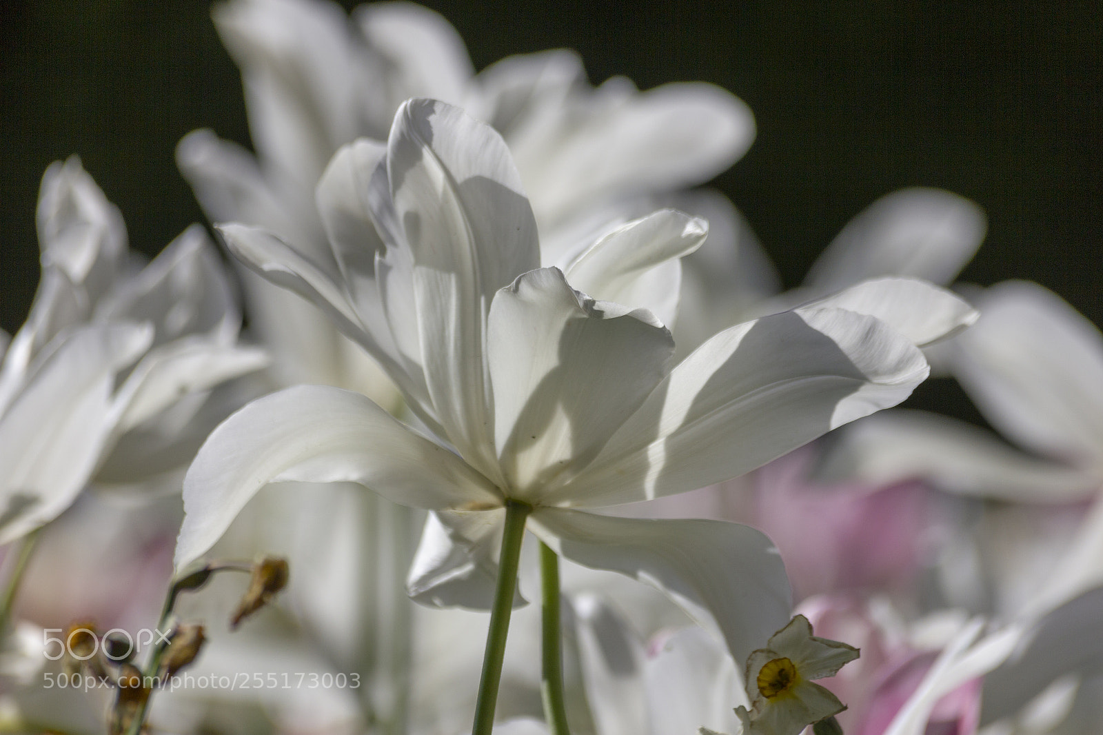 Canon EOS 550D (EOS Rebel T2i / EOS Kiss X4) sample photo. Branco photography