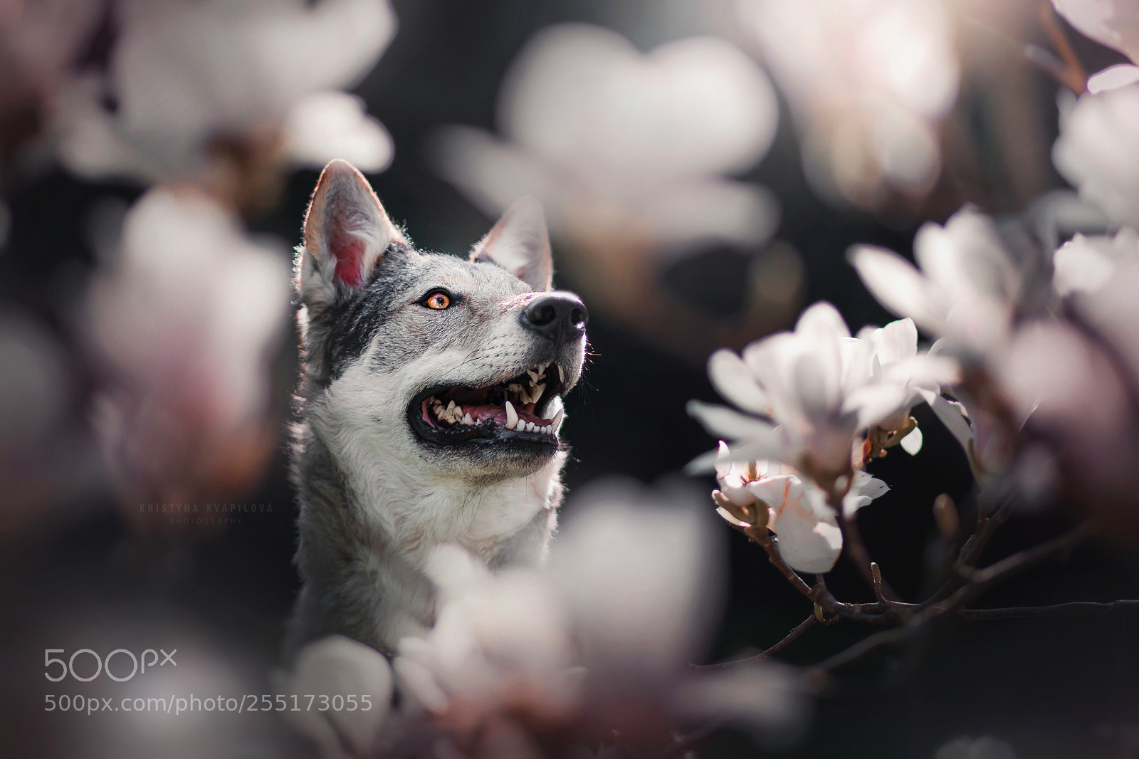 Canon EOS 5D Mark IV sample photo. Dark spring photography