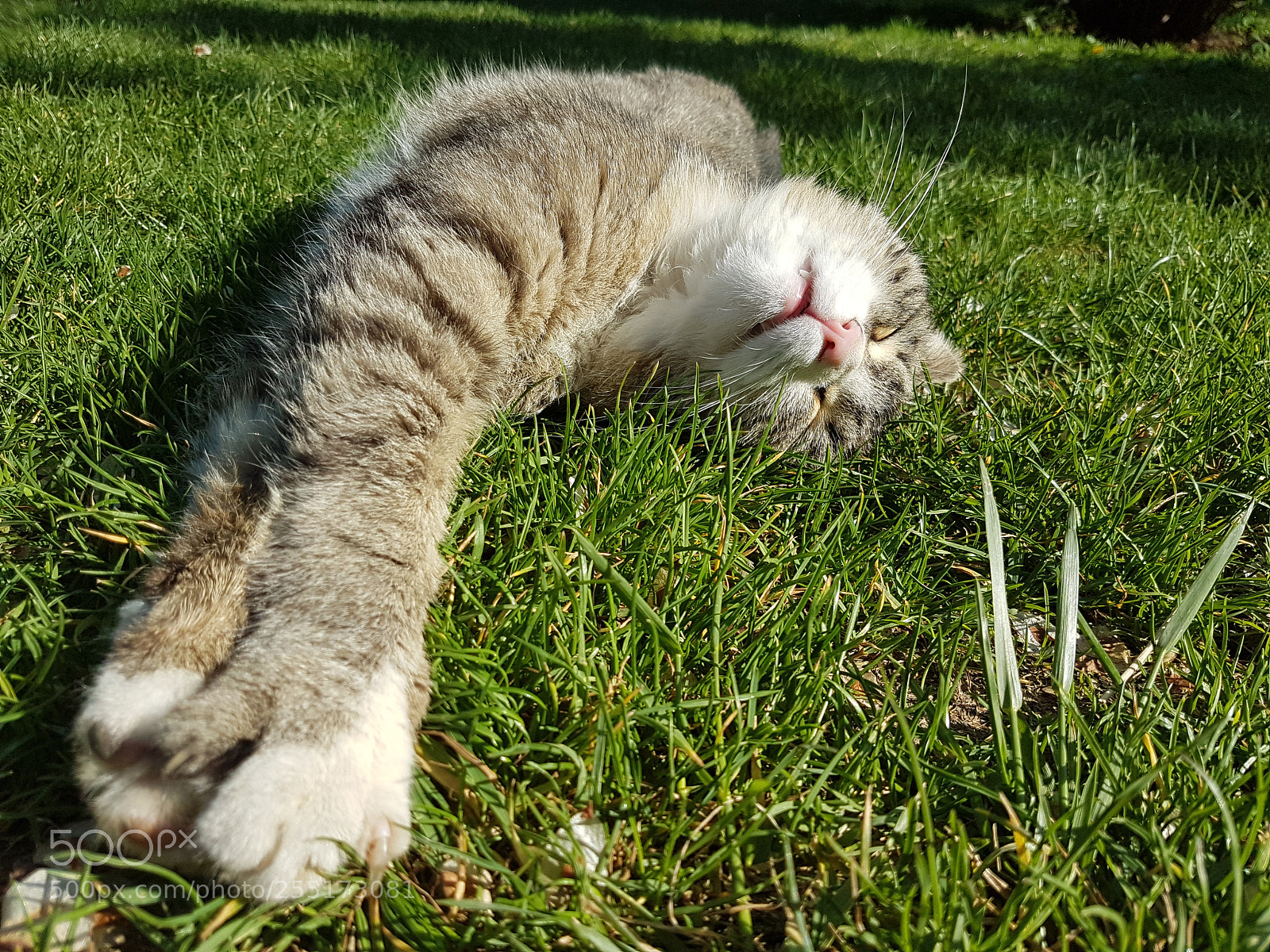 Samsung Galaxy S7 sample photo. Asleep cat ? photography