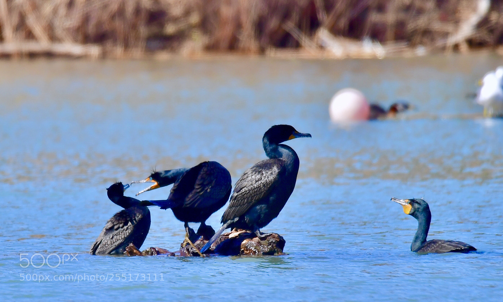 Nikon D5 sample photo. Double-crested cormorant - humber photography