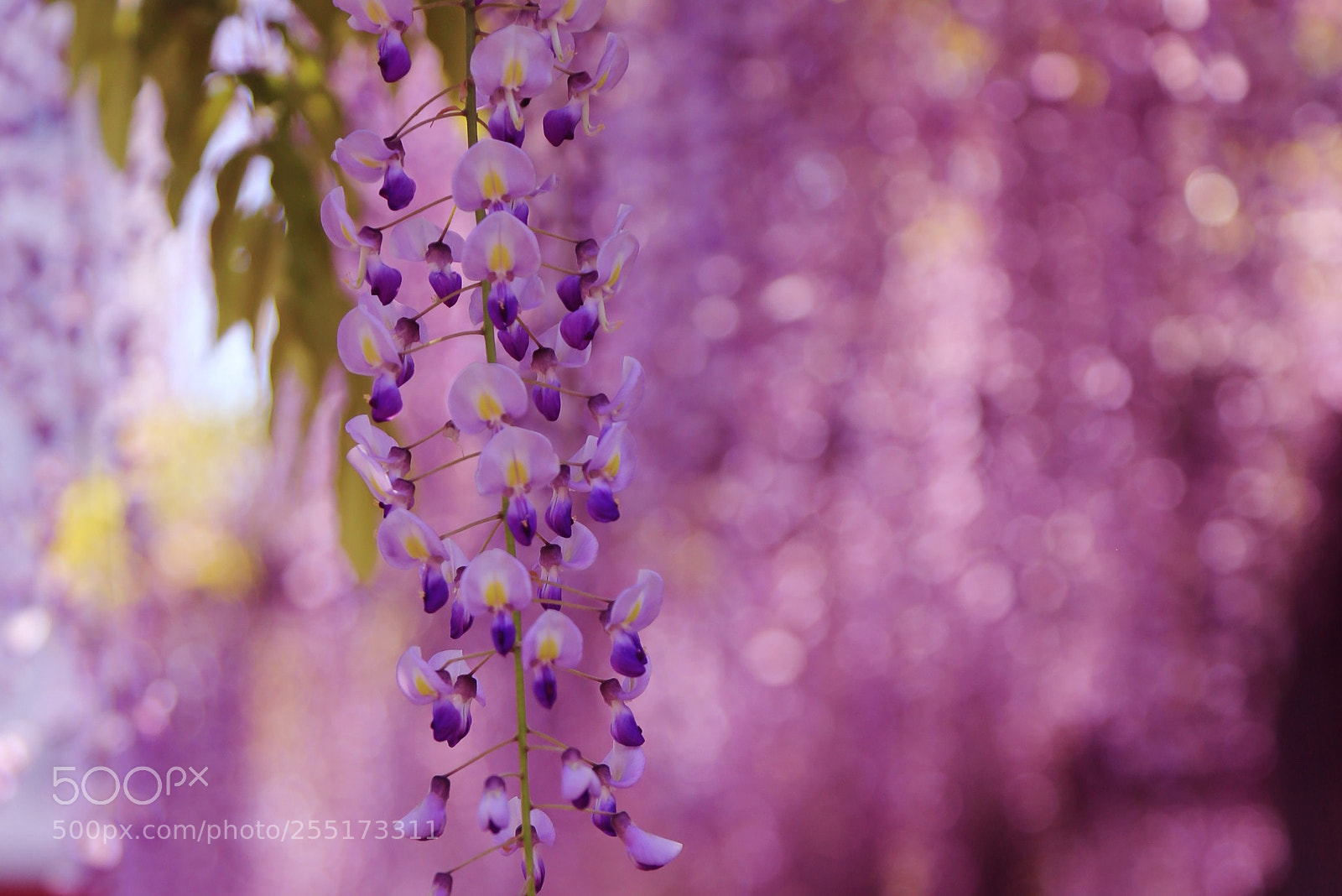 Canon EOS 6D + Canon EF 24-105mm F4L IS USM sample photo. Wisteria photography