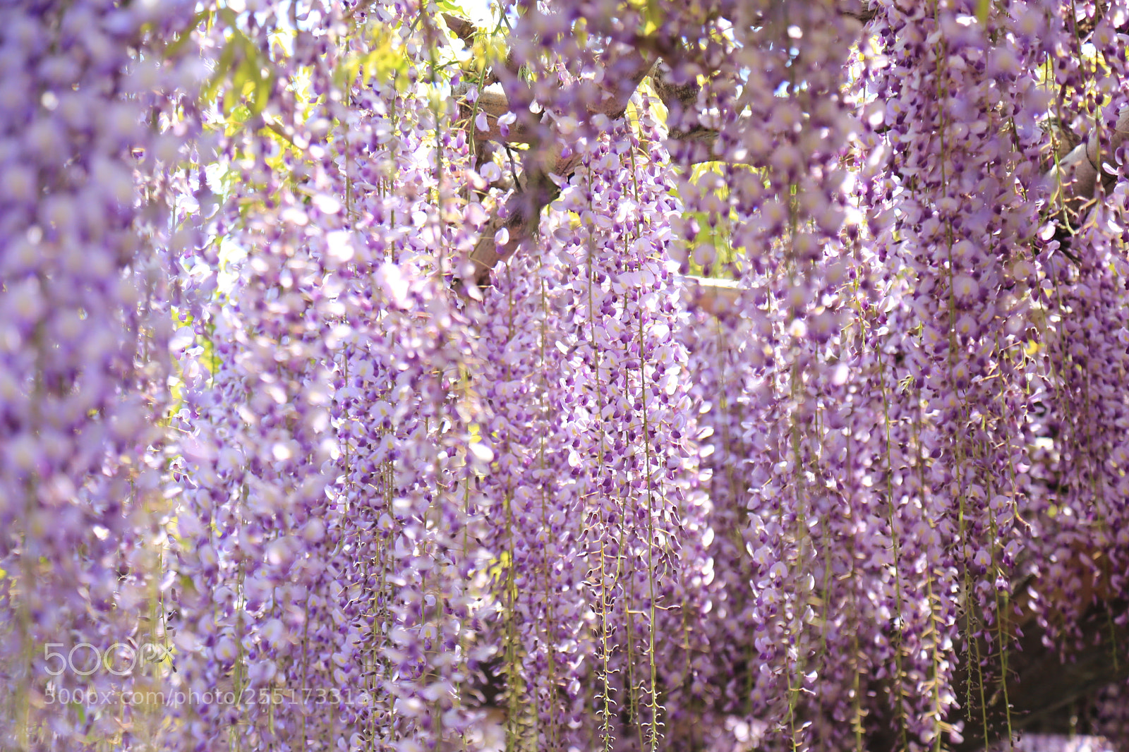 Canon EOS 6D + Canon EF 24-105mm F4L IS USM sample photo. Shine photography