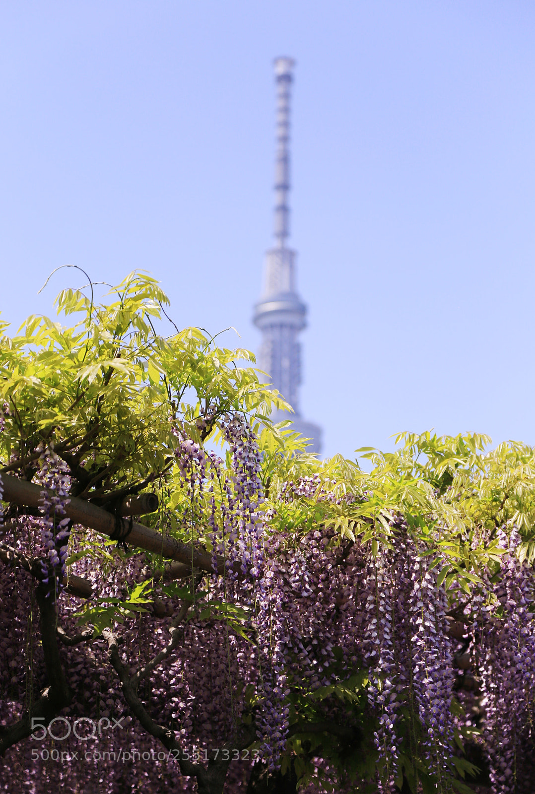 Canon EOS 6D + Canon EF 24-105mm F4L IS USM sample photo. Sky-tree photography