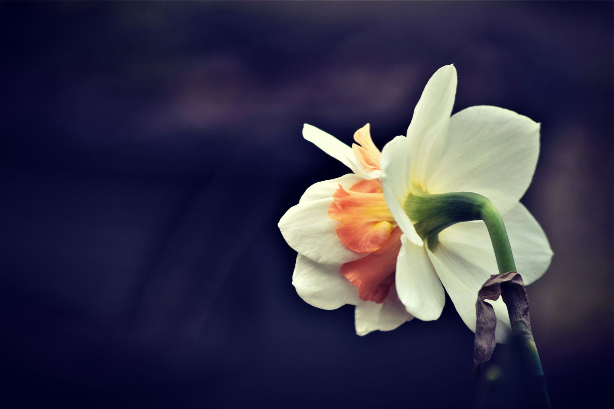 Sigma 70-300mm F4-5.6 APO DG Macro sample photo. "one day..." photography