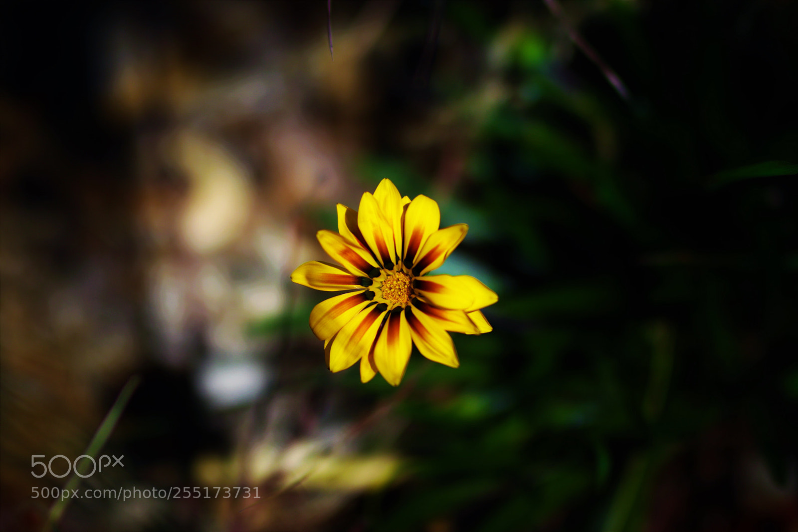 Canon EOS 80D sample photo. The circle flower  photography