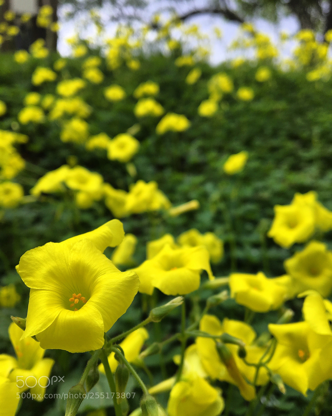 Apple iPhone 6s sample photo. From the dirt to photography