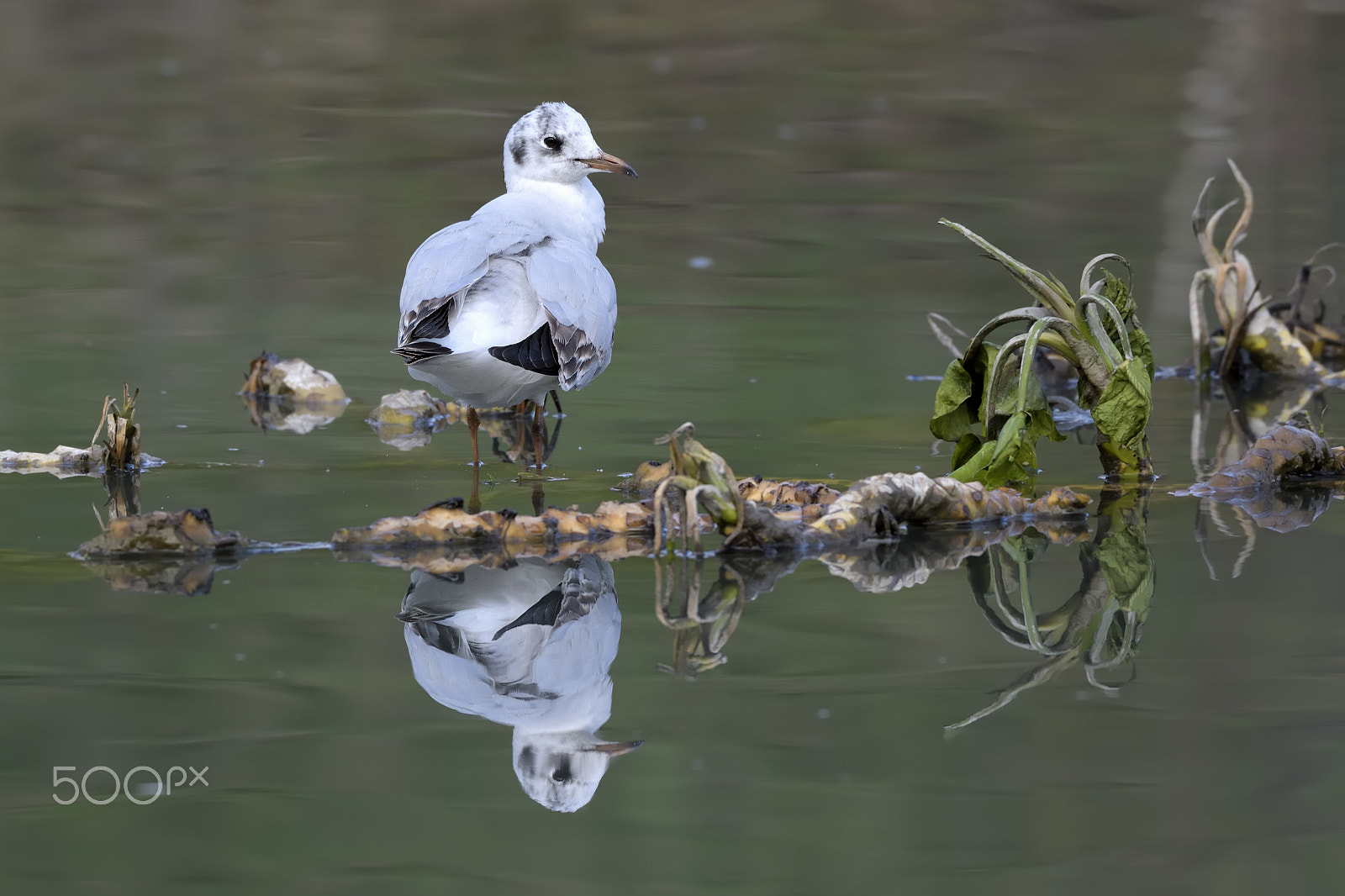 Nikon AF-S Nikkor 200-500mm F5.6E ED VR sample photo. Reflection photography