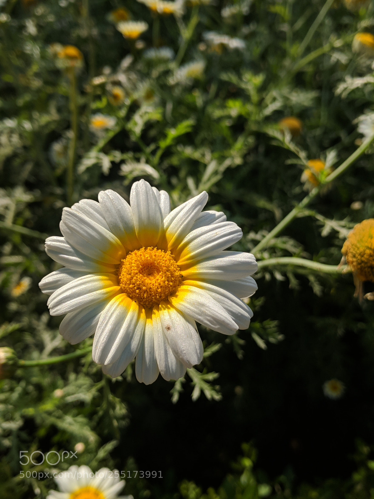 Google Nexus 6P sample photo. Petals shinning in summer photography