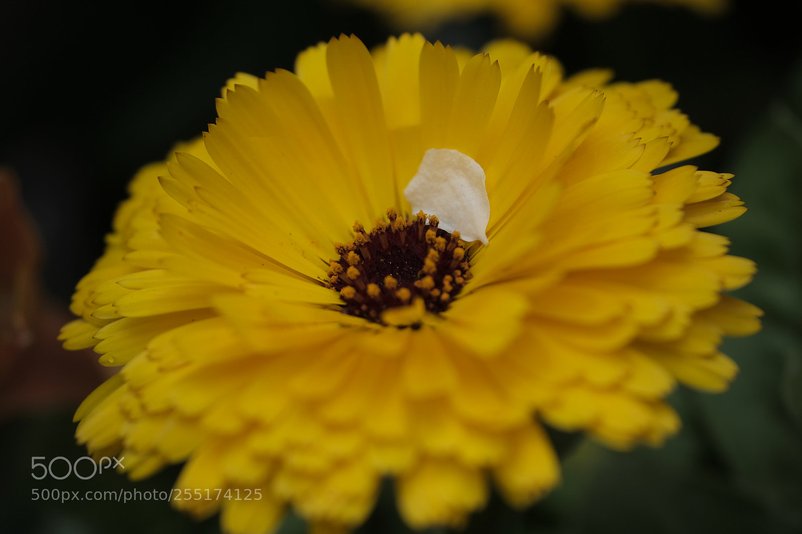 Fujifilm X-T2 sample photo. Spring relay photography