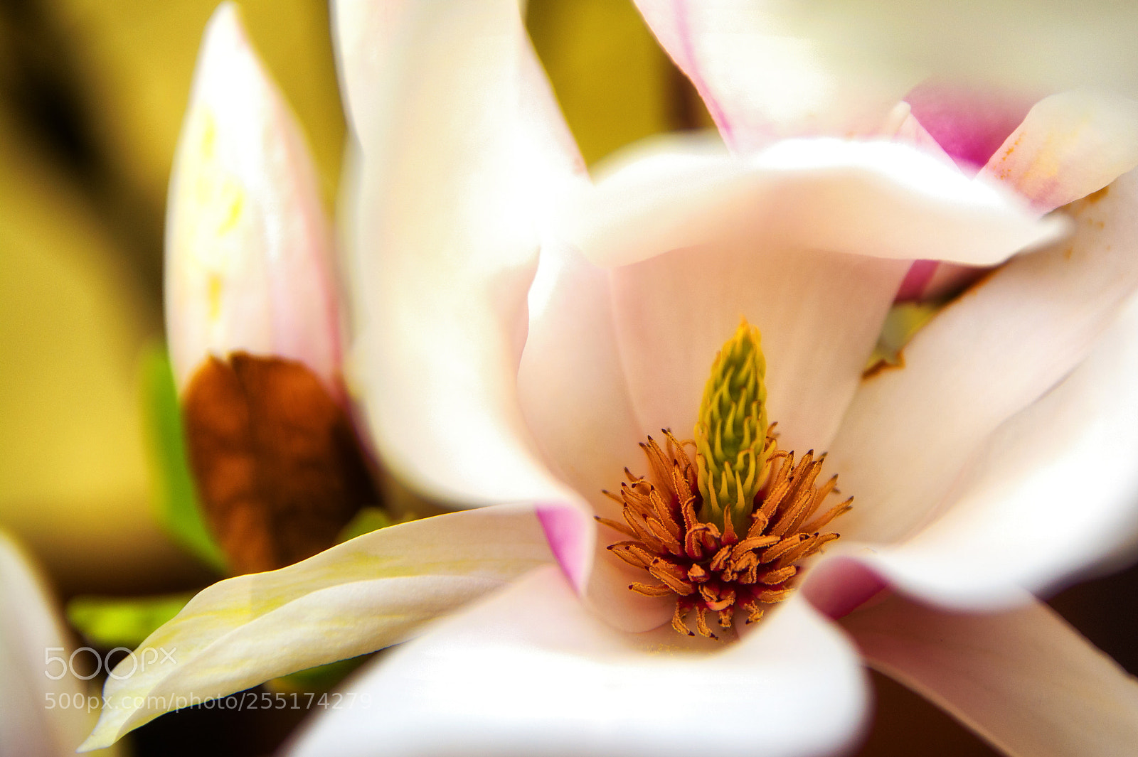 Nikon D7100 sample photo. Magnolia photography