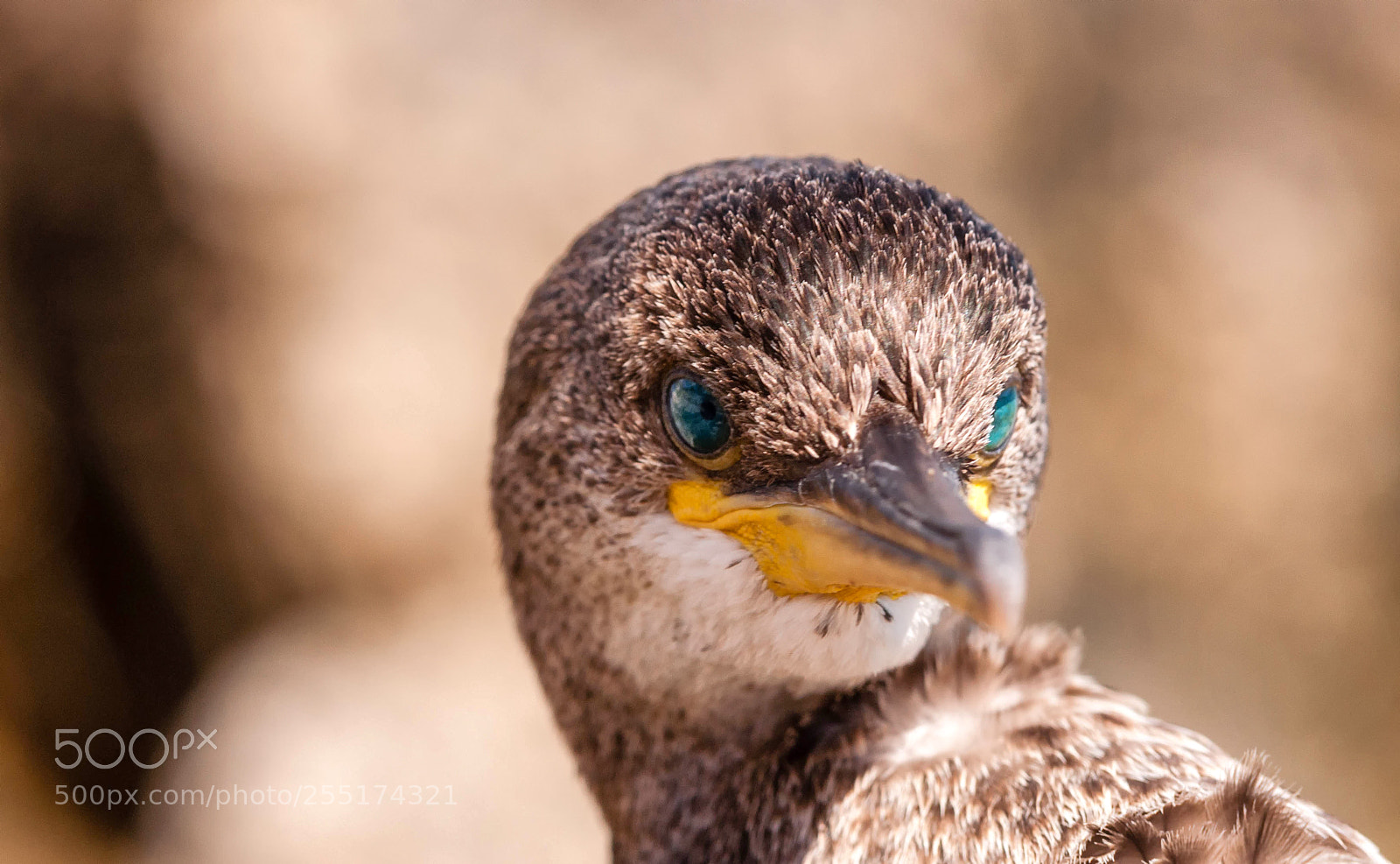 Nikon D90 sample photo. The flirty cormorant photography