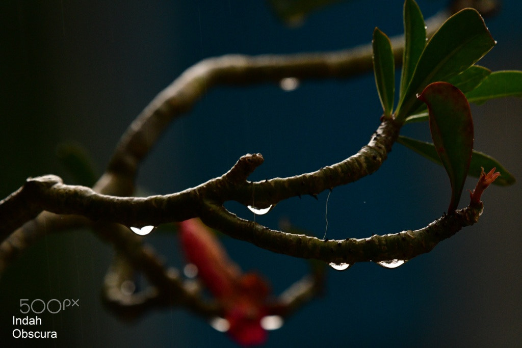 Nikon AF-S Nikkor 200-500mm F5.6E ED VR sample photo. Ioi raindrops photography