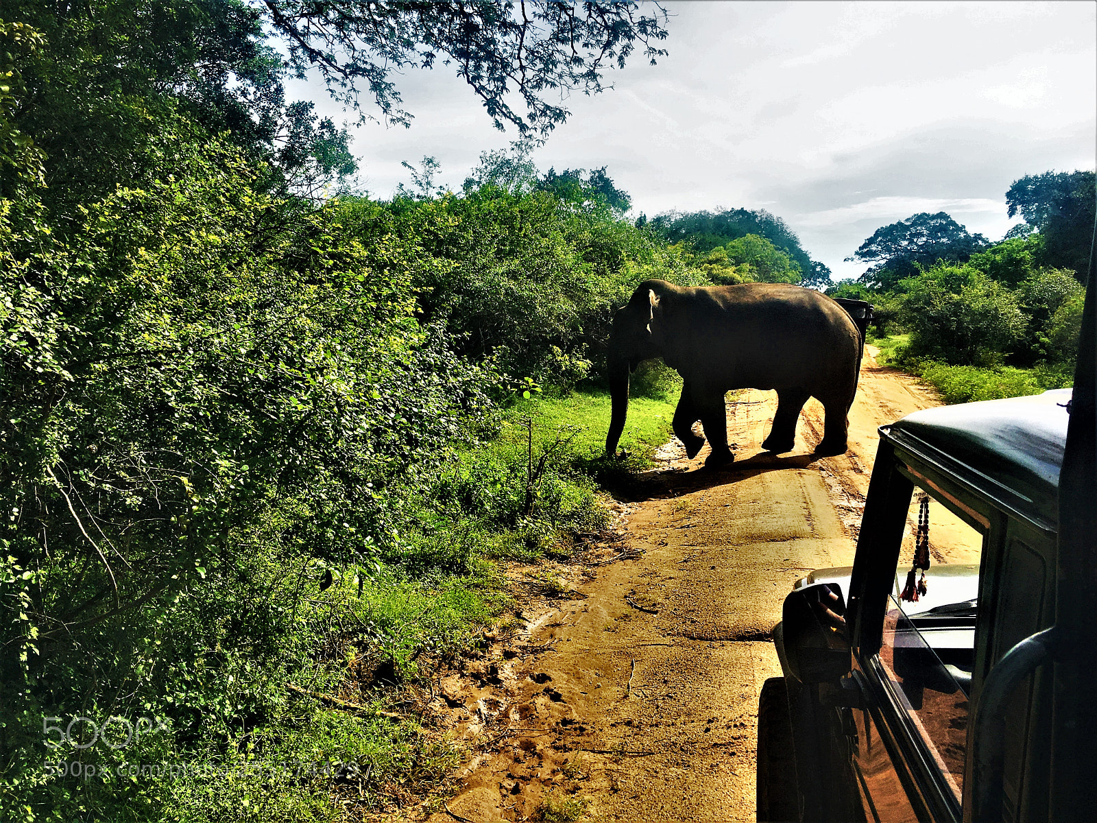 Apple iPhone 6s sample photo. Elephant crossing photography