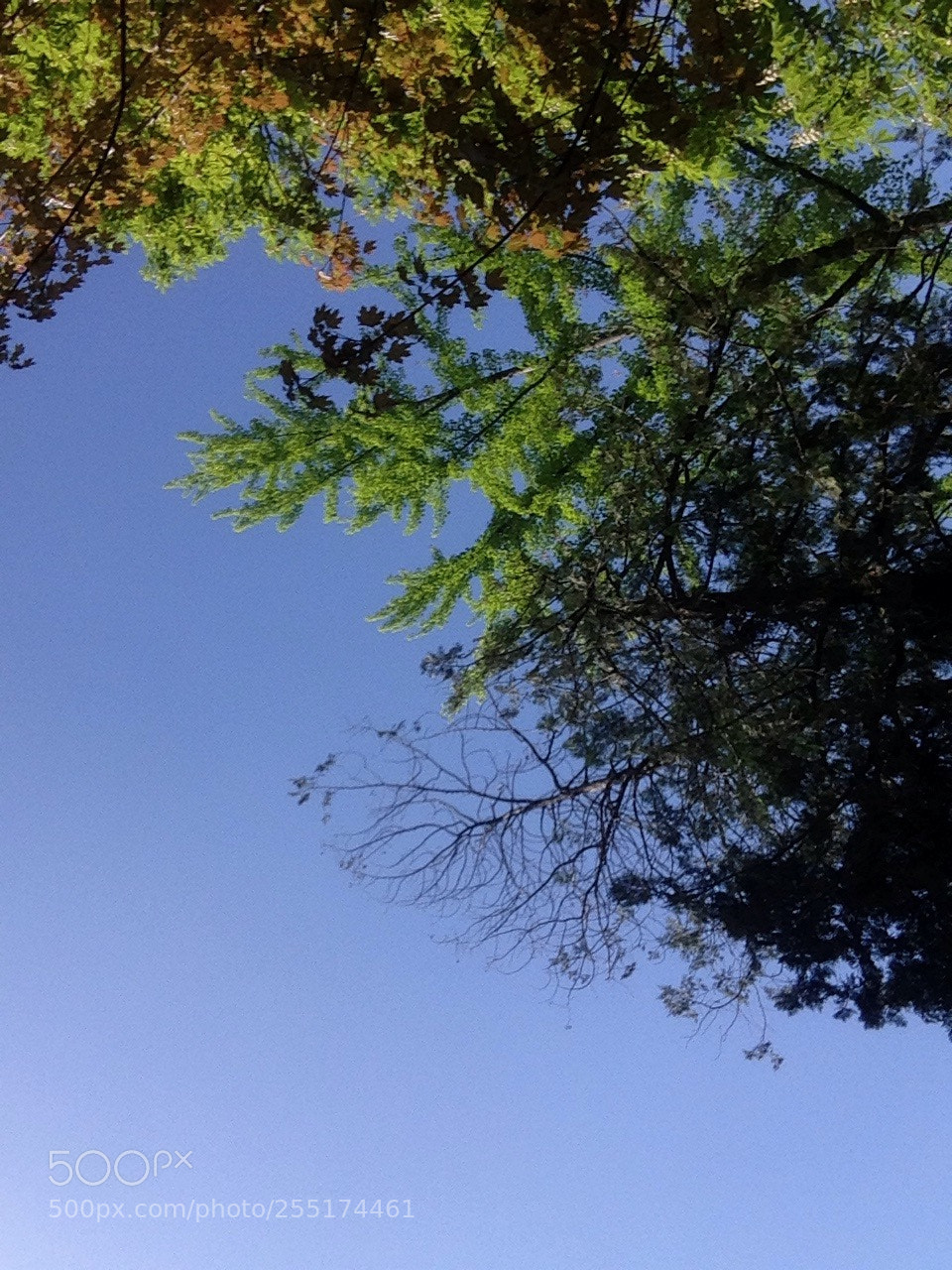 Apple iPhone 5 sample photo. Untitled photography