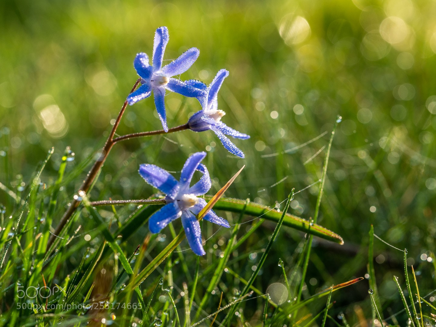 Panasonic Lumix DMC-GX7 sample photo. Morning in the garden photography