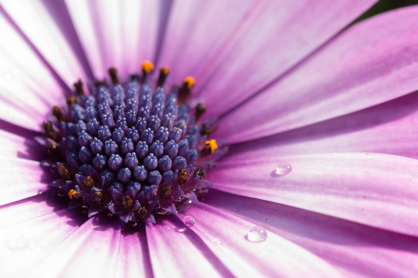 Nikon D7100 sample photo. Core photography
