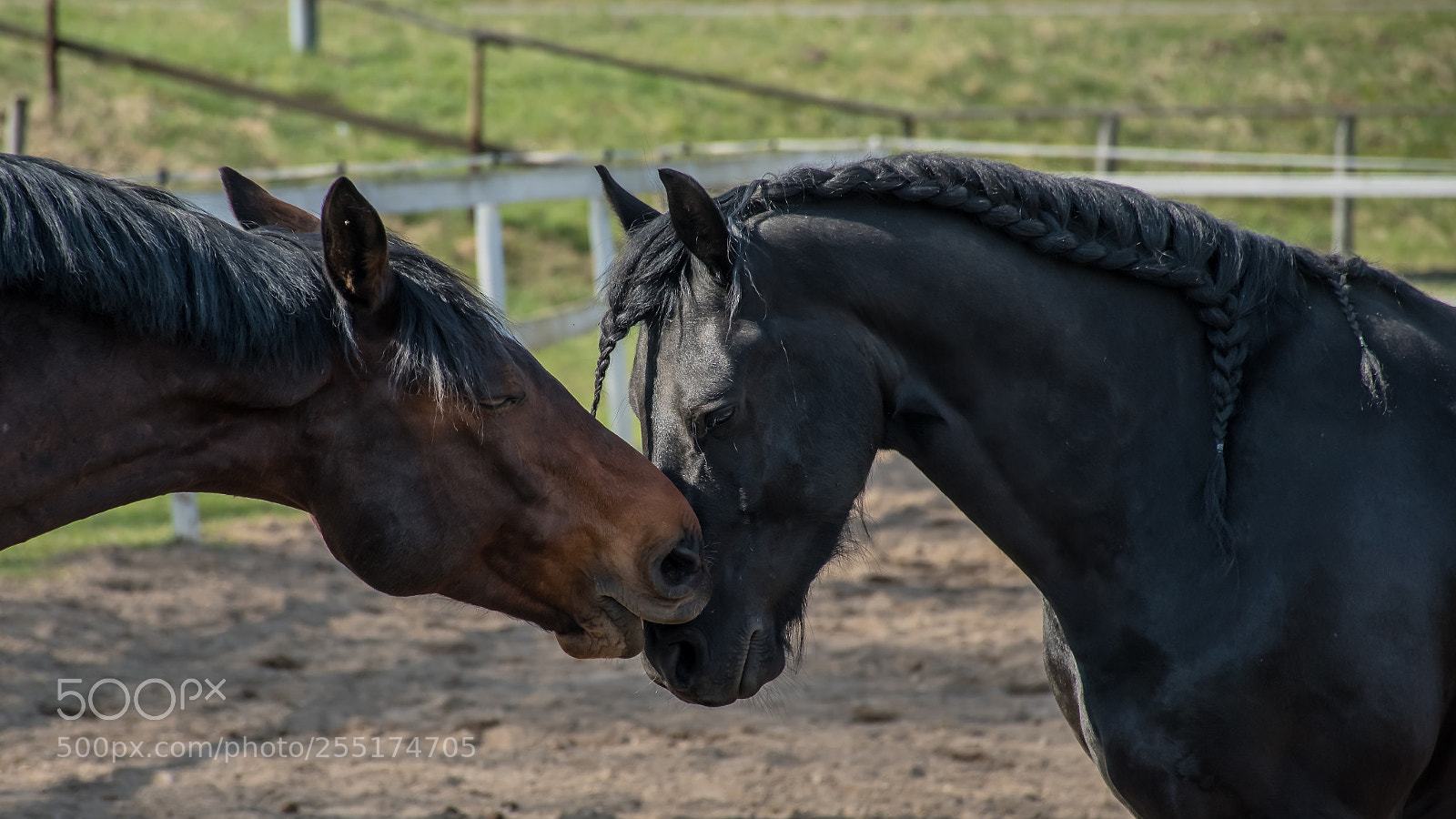 Nikon D7500 sample photo. I also like you photography