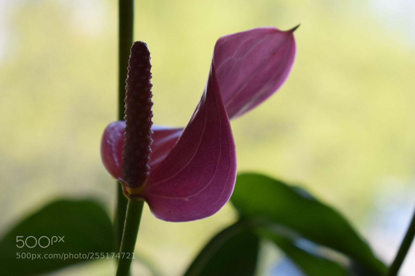 Nikon D5300 sample photo. Anthurium photography