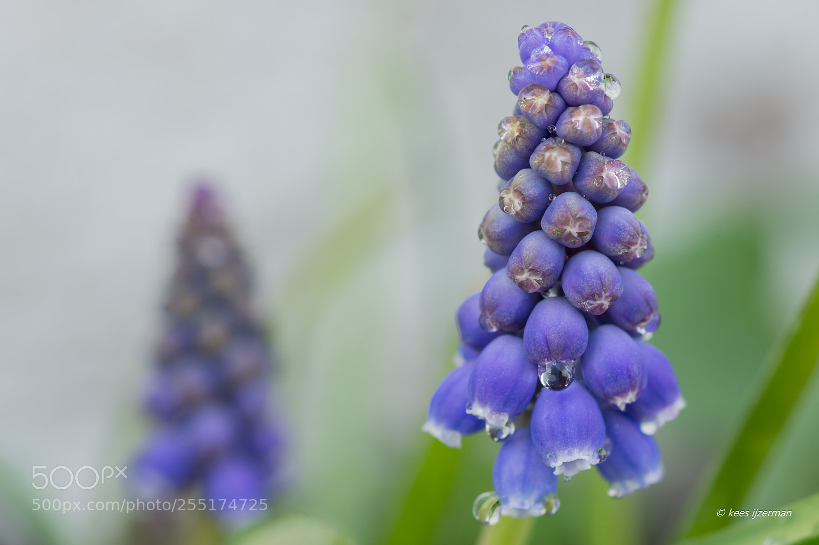 Sony SLT-A77 sample photo. Muscari . photography