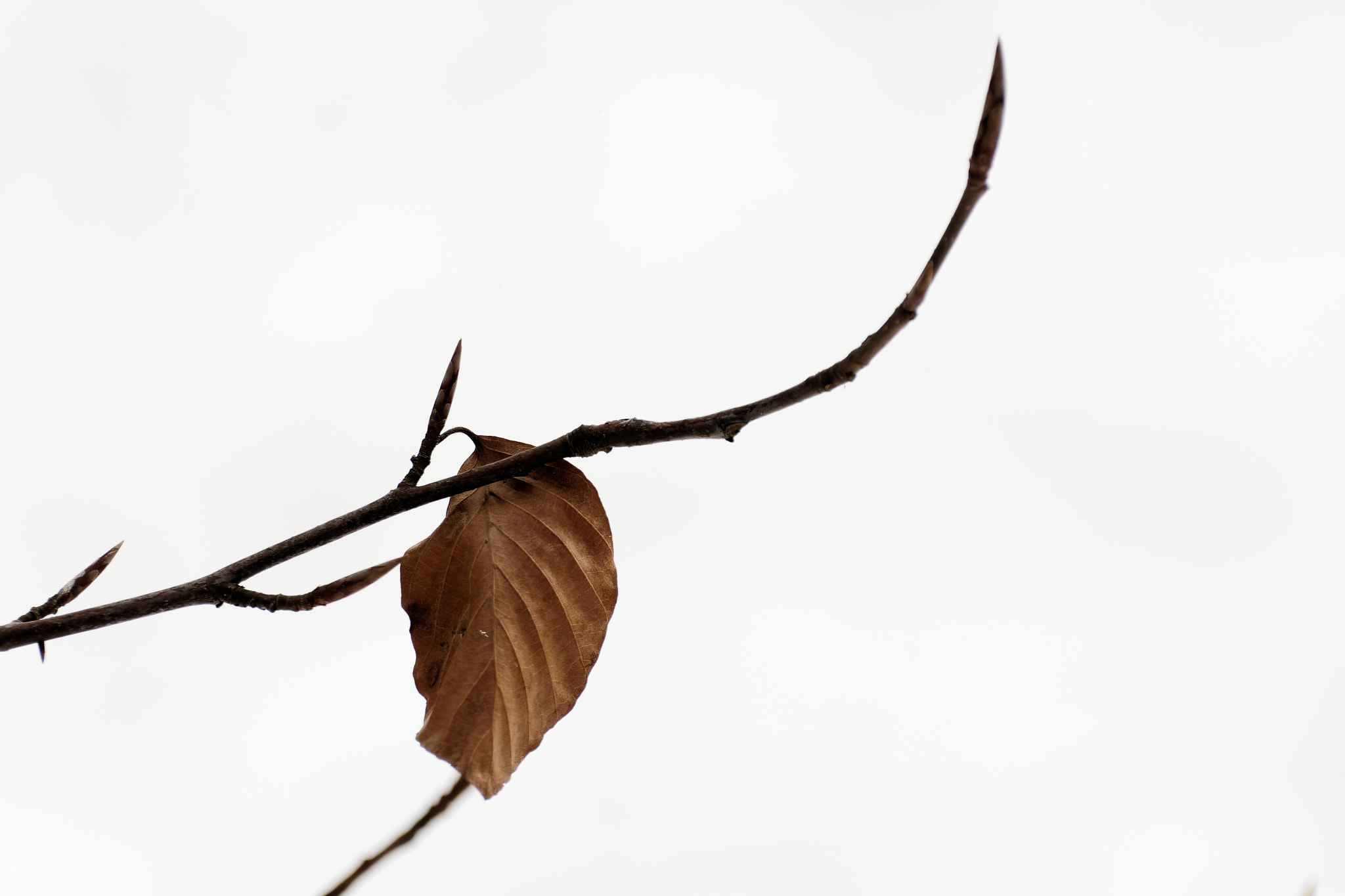 Nikon D7200 sample photo. Last memory photography