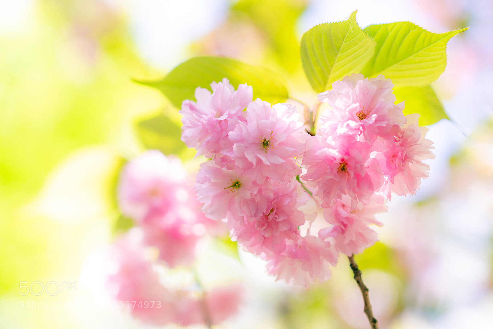 Sony a7R III sample photo. Heart with flowers photography