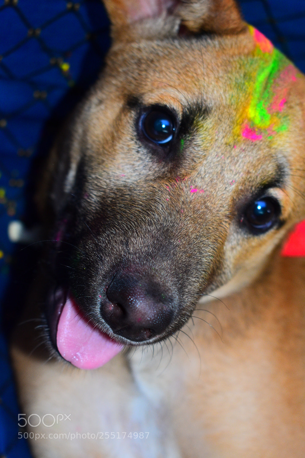 Nikon D3400 sample photo. Doga photography