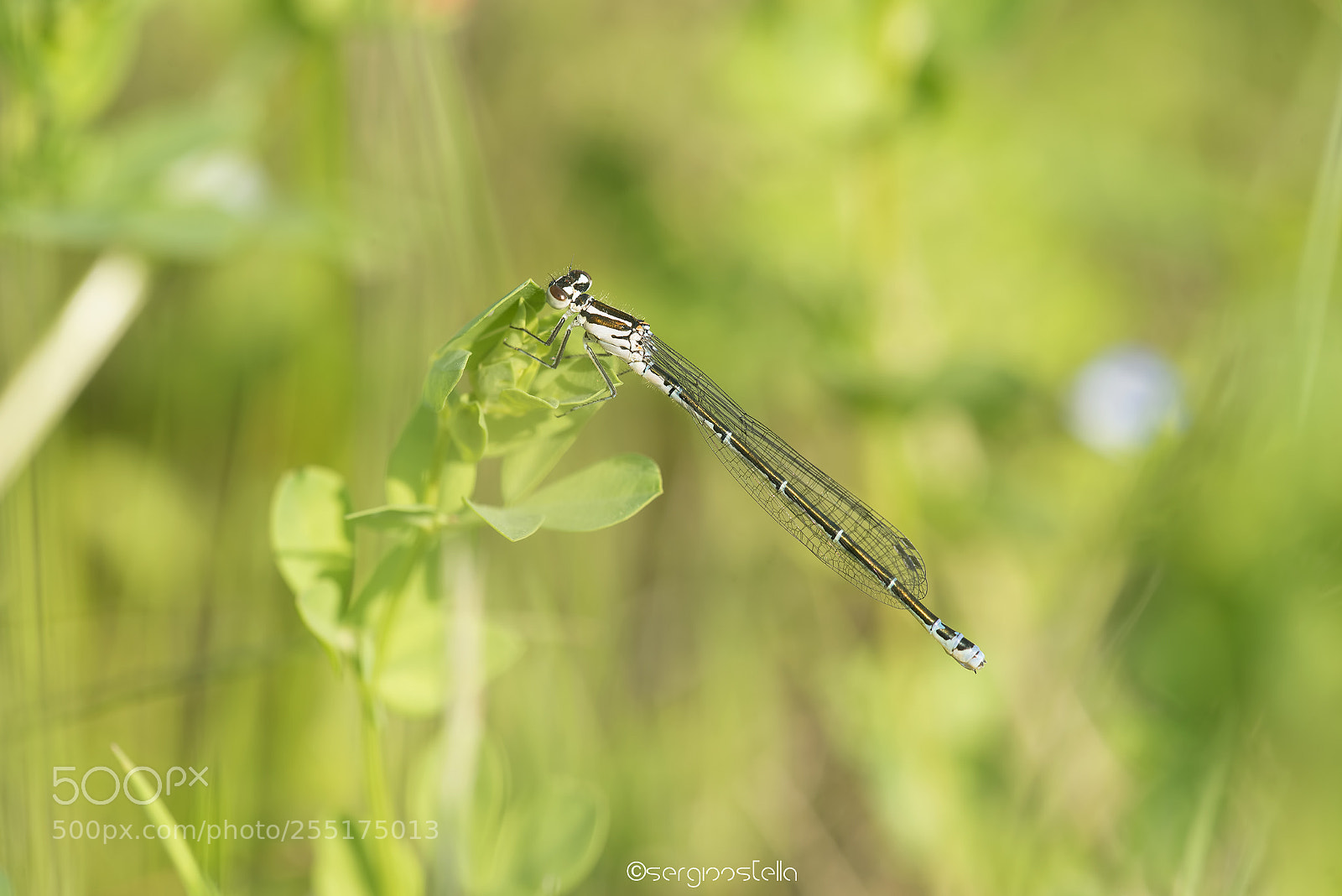 Nikon D610 sample photo. The azure damselfly ♀ photography
