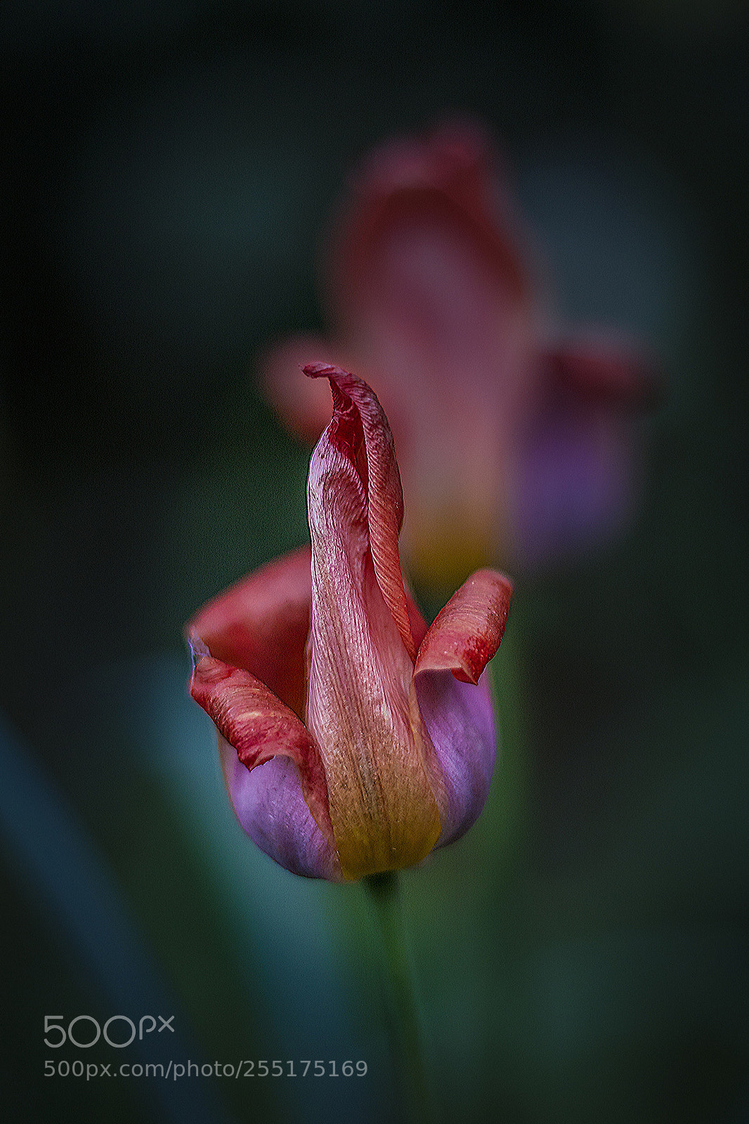 Canon EOS 450D (EOS Rebel XSi / EOS Kiss X2) sample photo. Before the last night.. photography