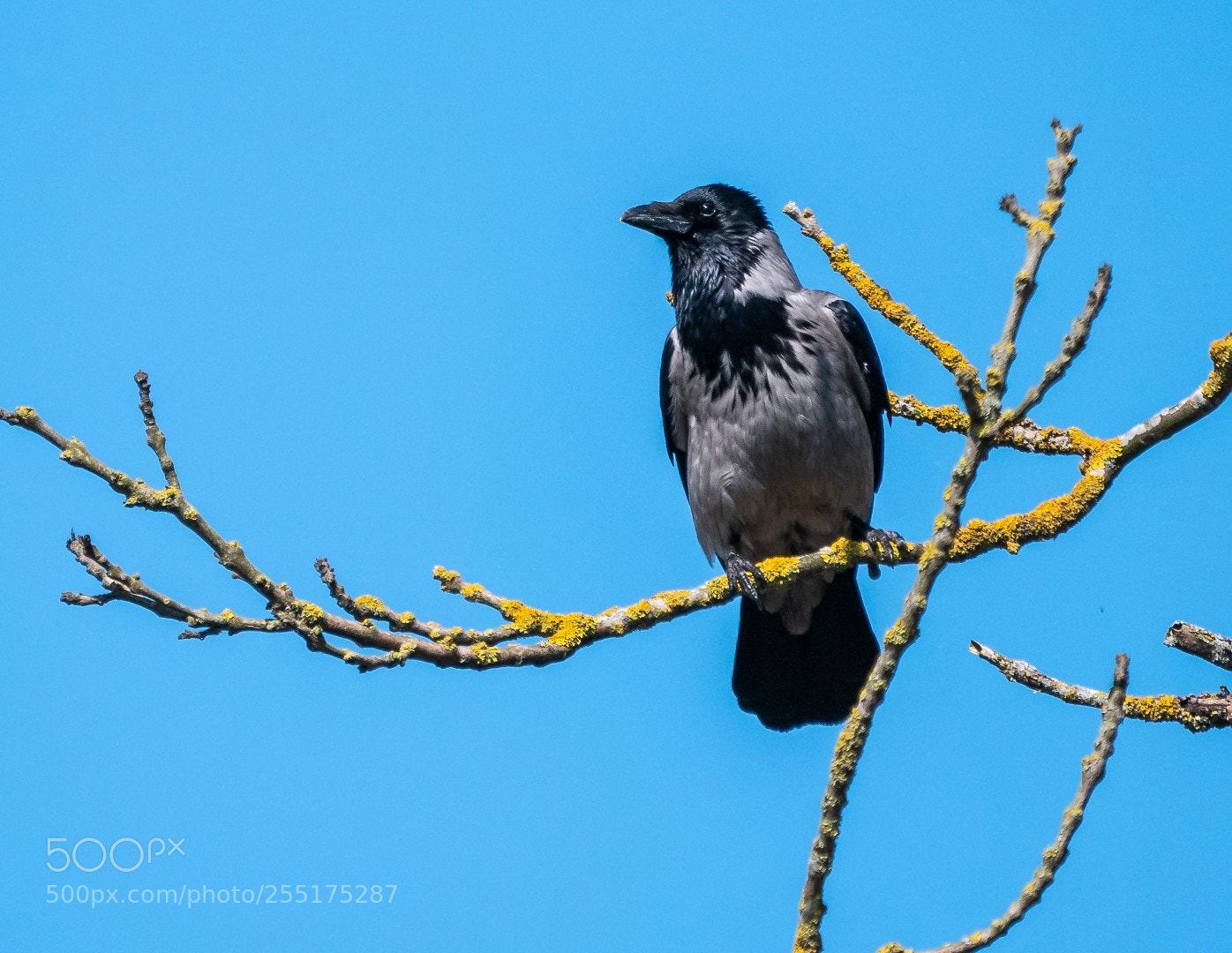 Panasonic Lumix DMC-GX85 (Lumix DMC-GX80 / Lumix DMC-GX7 Mark II) sample photo. Crow photography