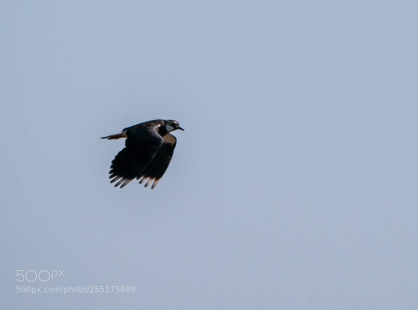Panasonic Lumix DMC-GX85 (Lumix DMC-GX80 / Lumix DMC-GX7 Mark II) sample photo. Lapwing photography