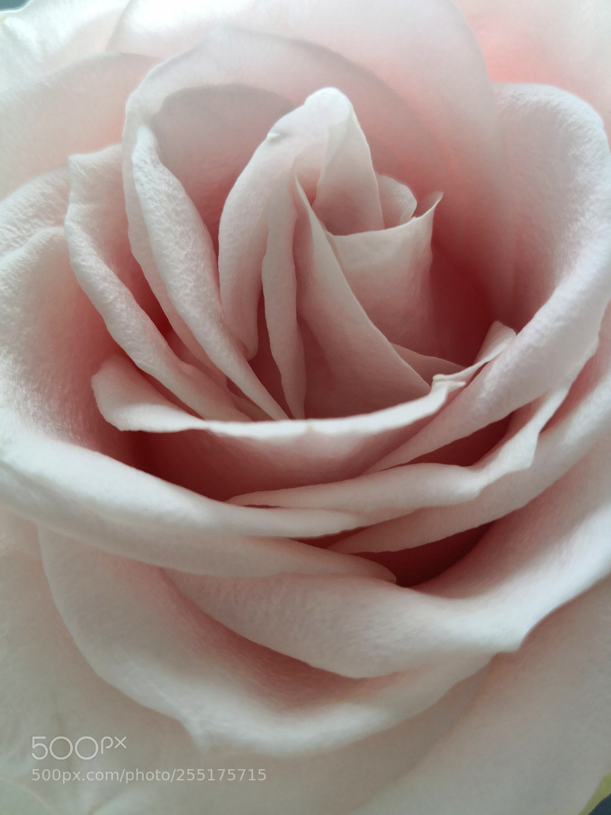 HUAWEI Mate 10 Pro sample photo. Une rose est une photography