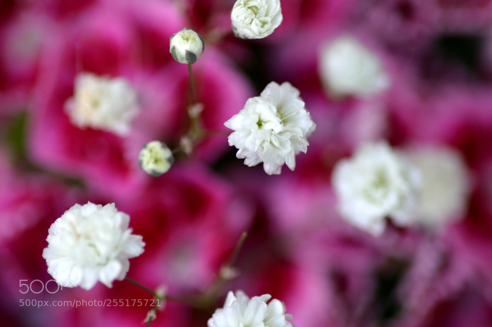 Nikon D3200 sample photo. Peque itas flores llenas photography