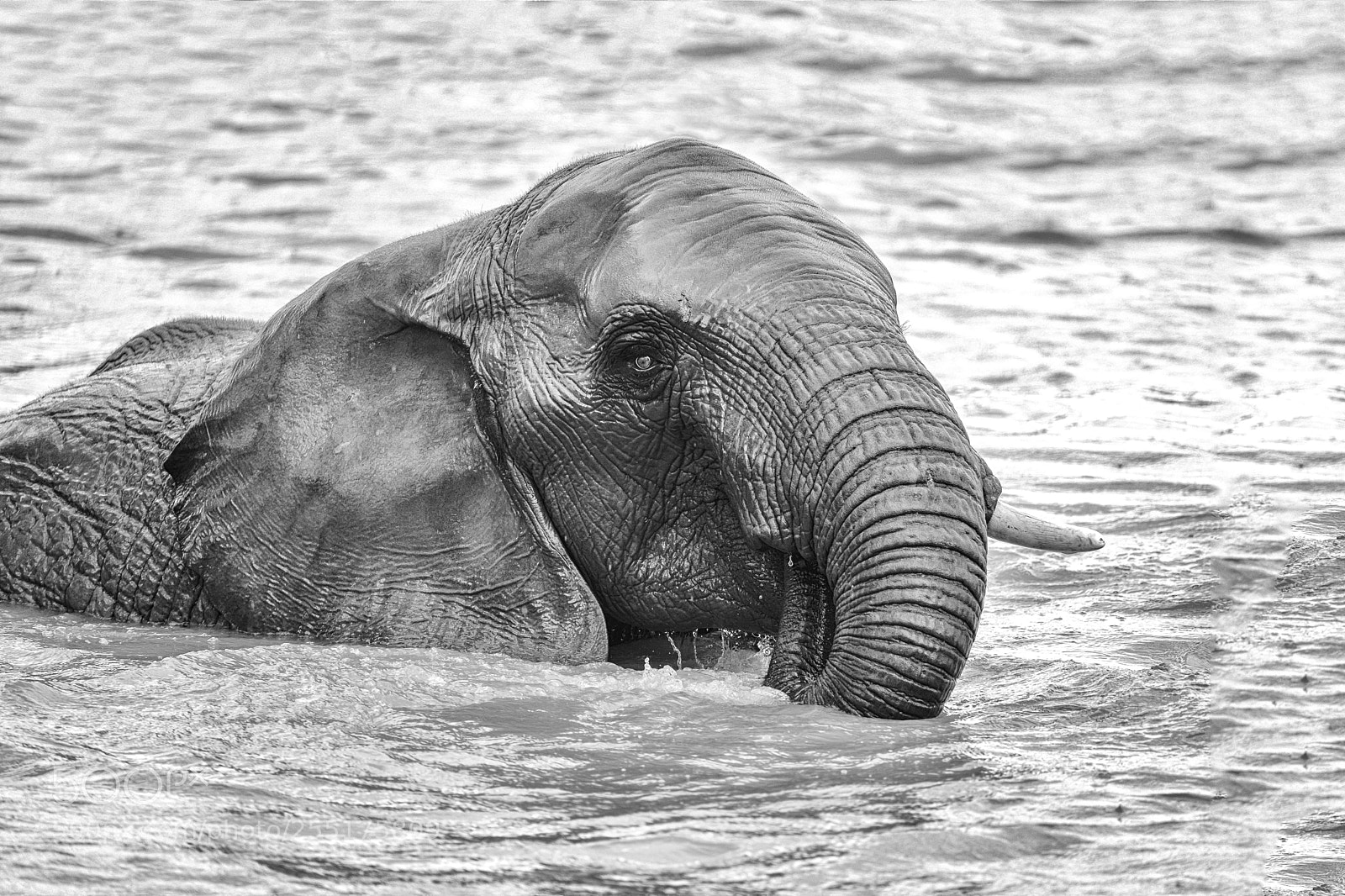Sony a7 II sample photo. Going for a dip photography