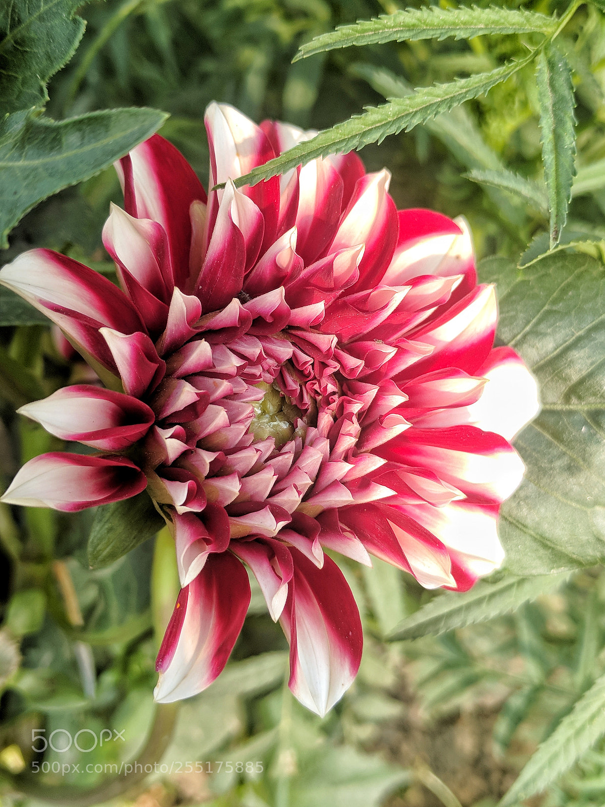 Google Nexus 6P sample photo. Beautifully clicked red flower photography