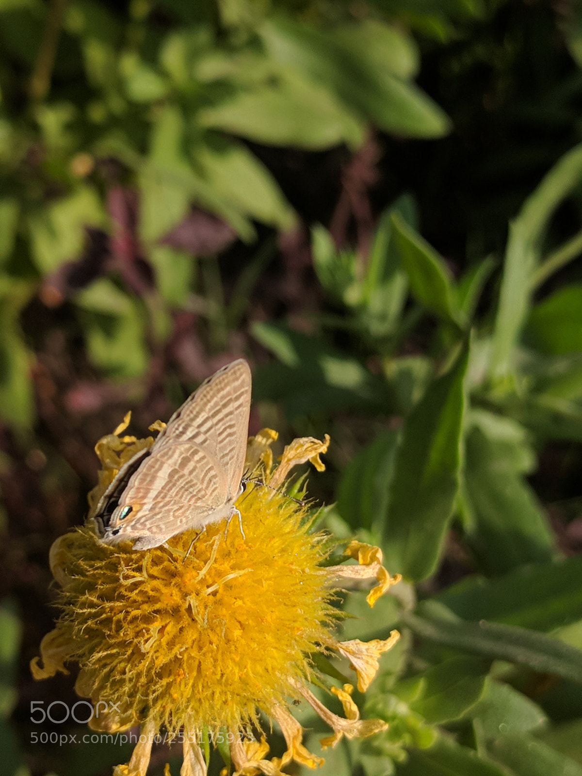 Google Nexus 6P sample photo. Butterfly in summer photography