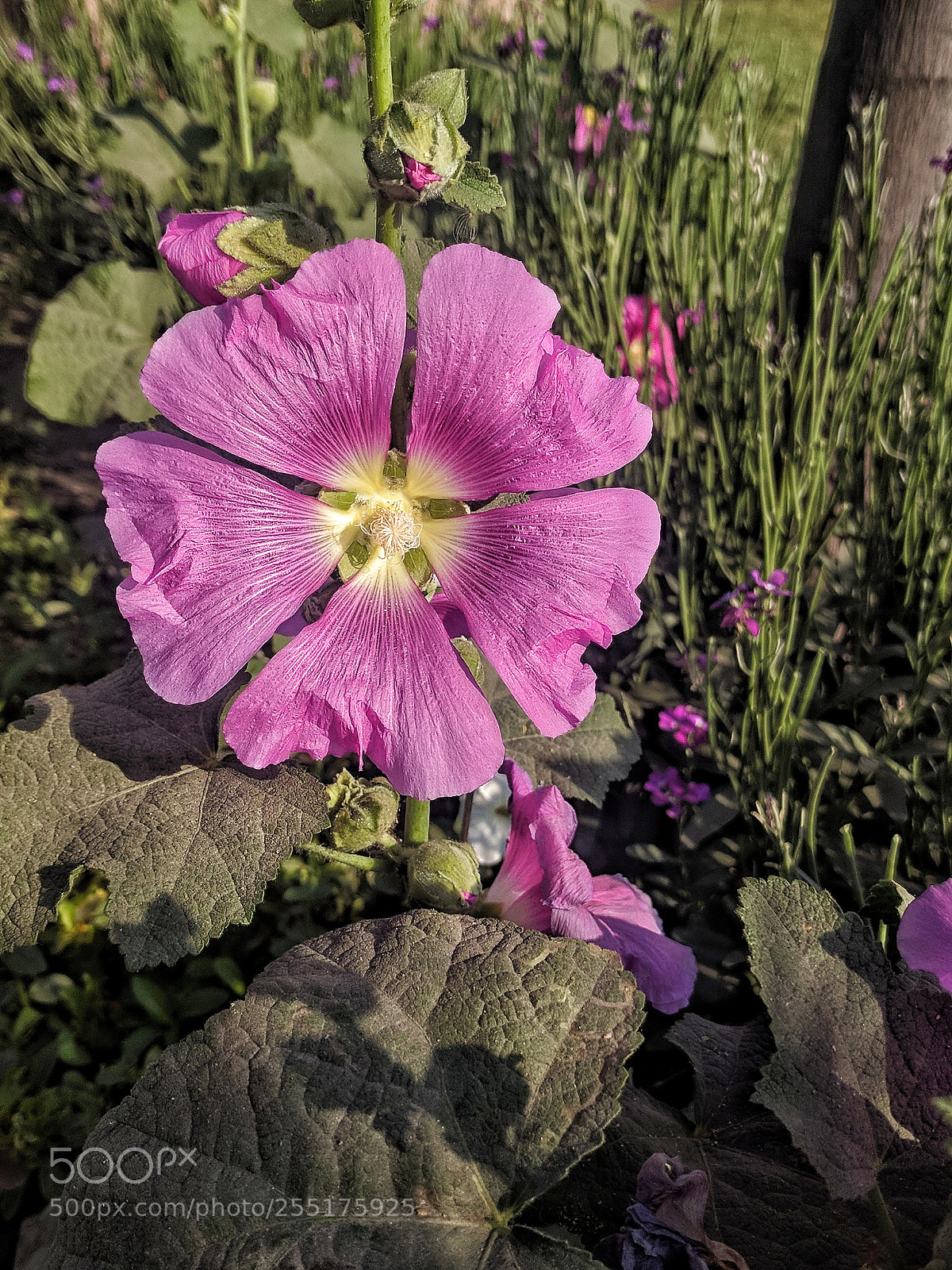 Google Nexus 6P sample photo. Big purple flower photography