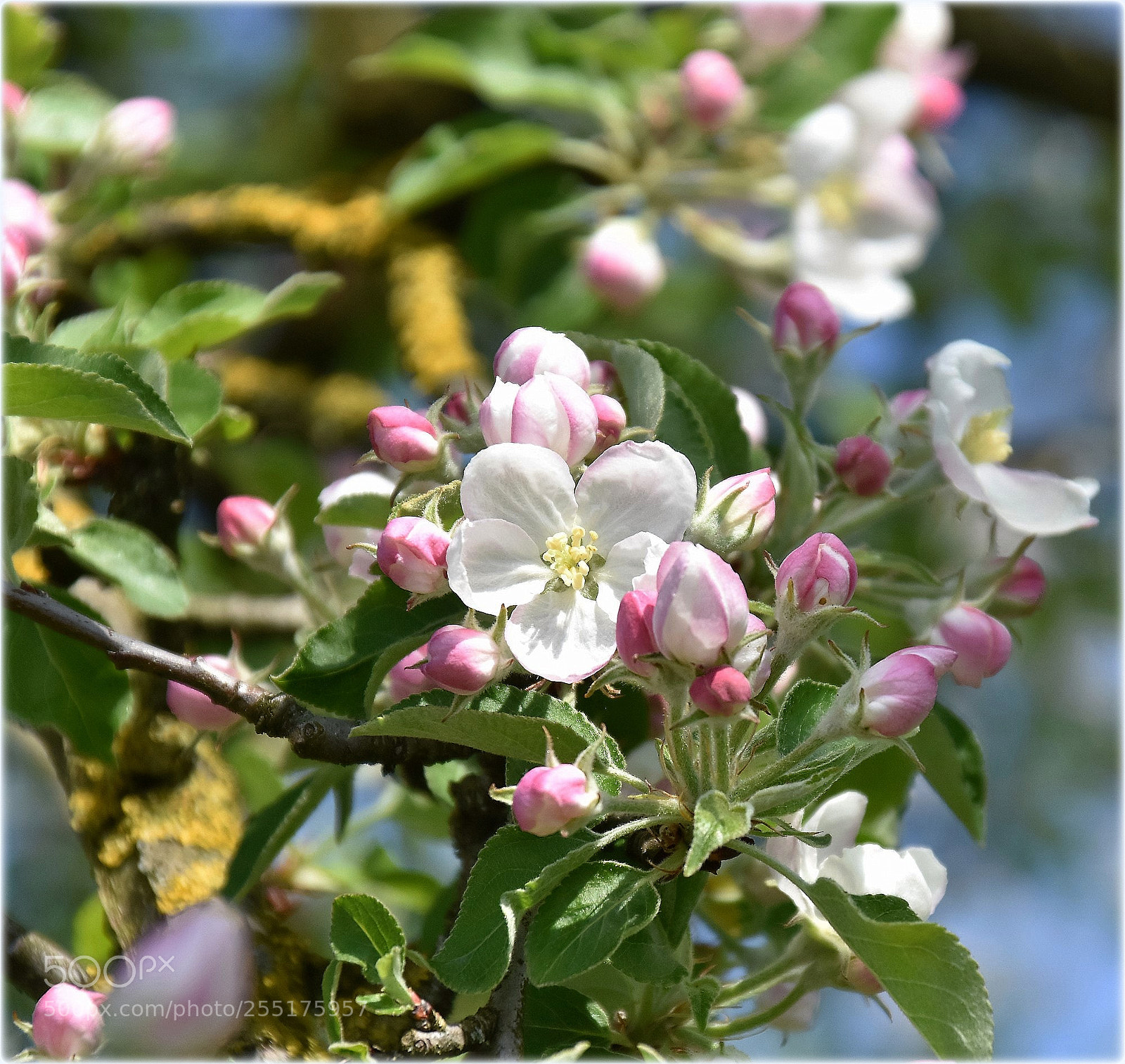 Nikon D7200 sample photo. "appleblossom" photography