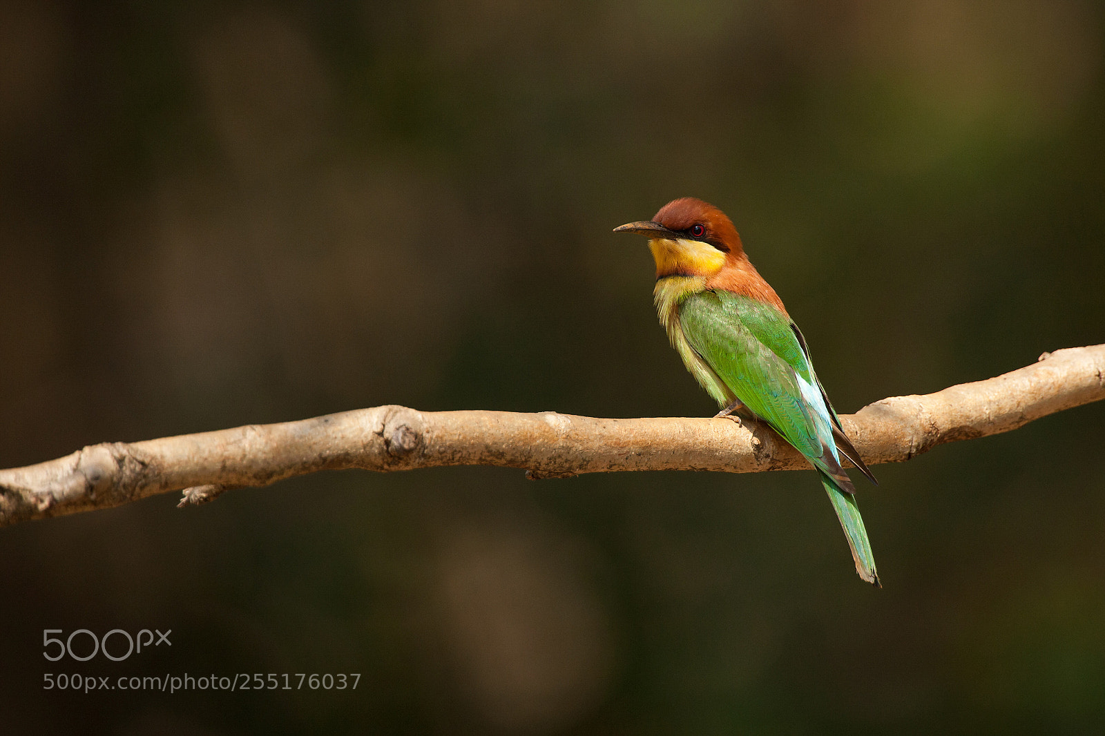 Canon EOS-1D Mark III sample photo. The chestnut head photography