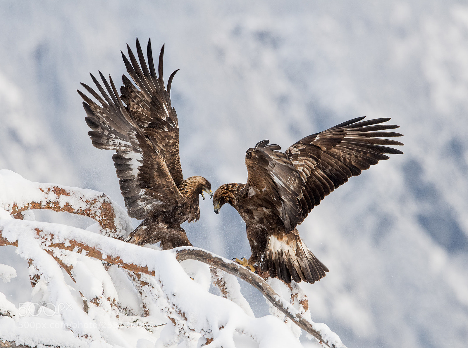 Nikon D5 sample photo. Golden eagle photography