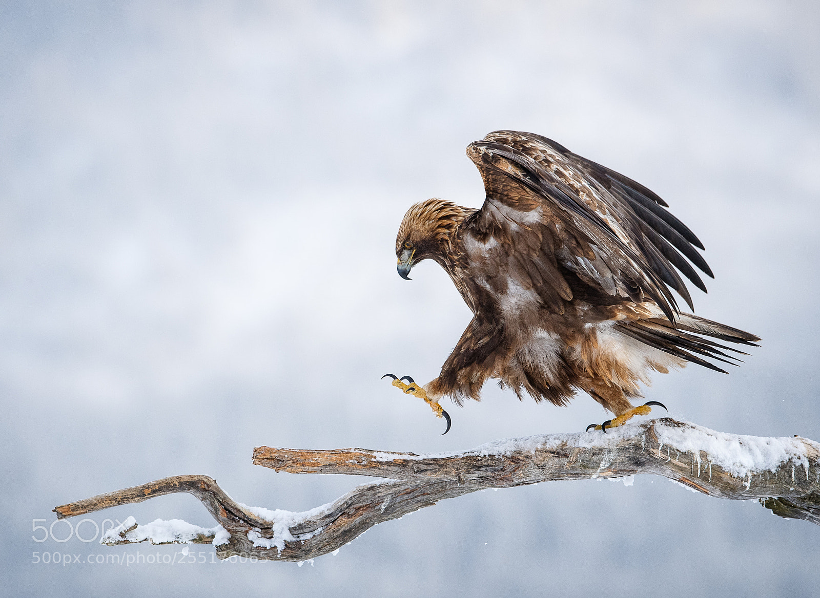 Nikon D5 sample photo. Golden eagle photography