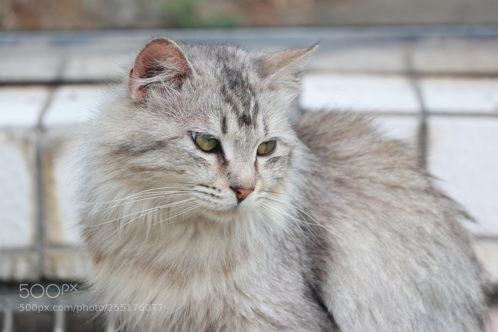 Canon EOS 80D sample photo. Cat photography