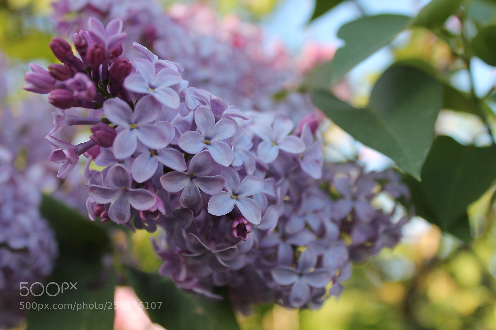 Canon EOS 1100D (EOS Rebel T3 / EOS Kiss X50) sample photo. Syringa vulgaris photography