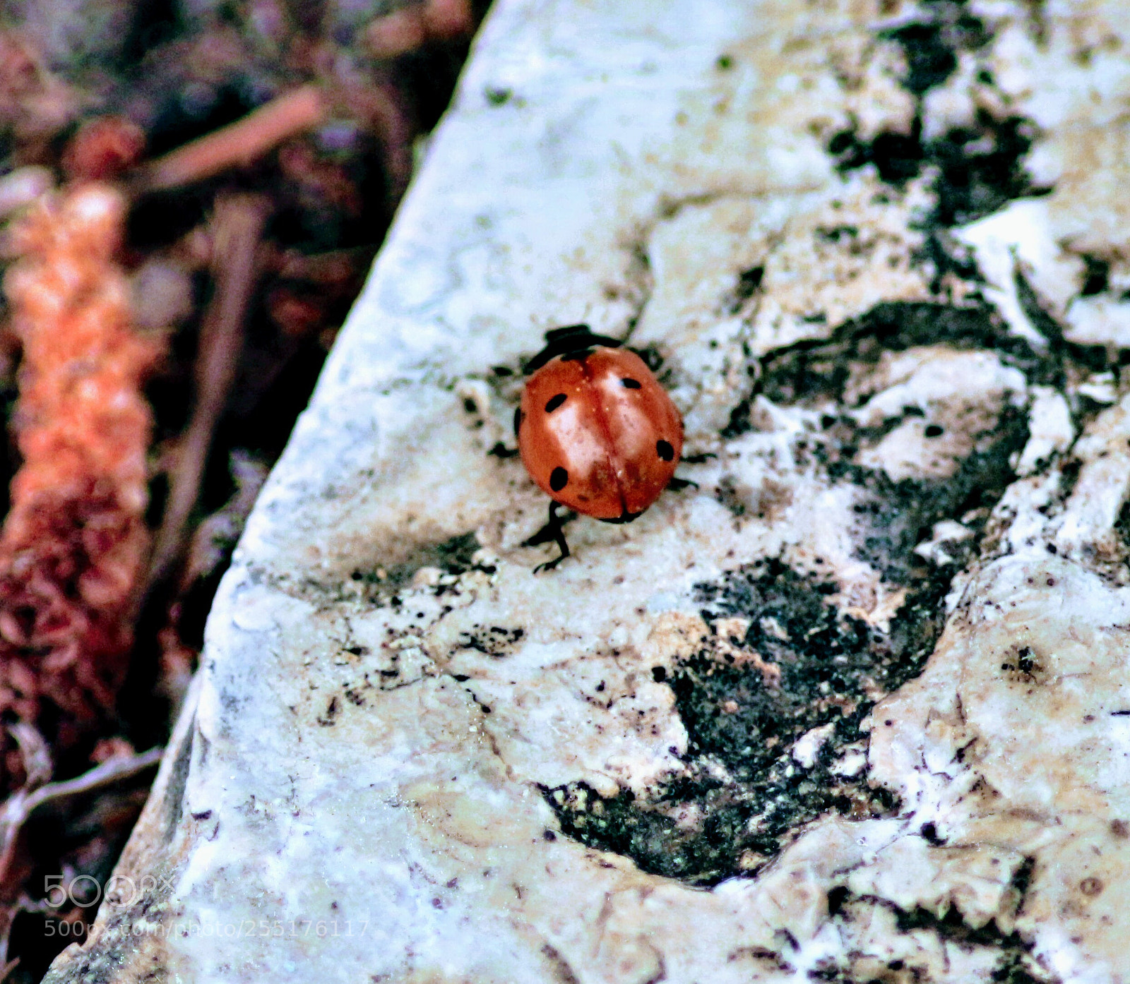 Canon EOS 700D (EOS Rebel T5i / EOS Kiss X7i) sample photo. Ladybug photography