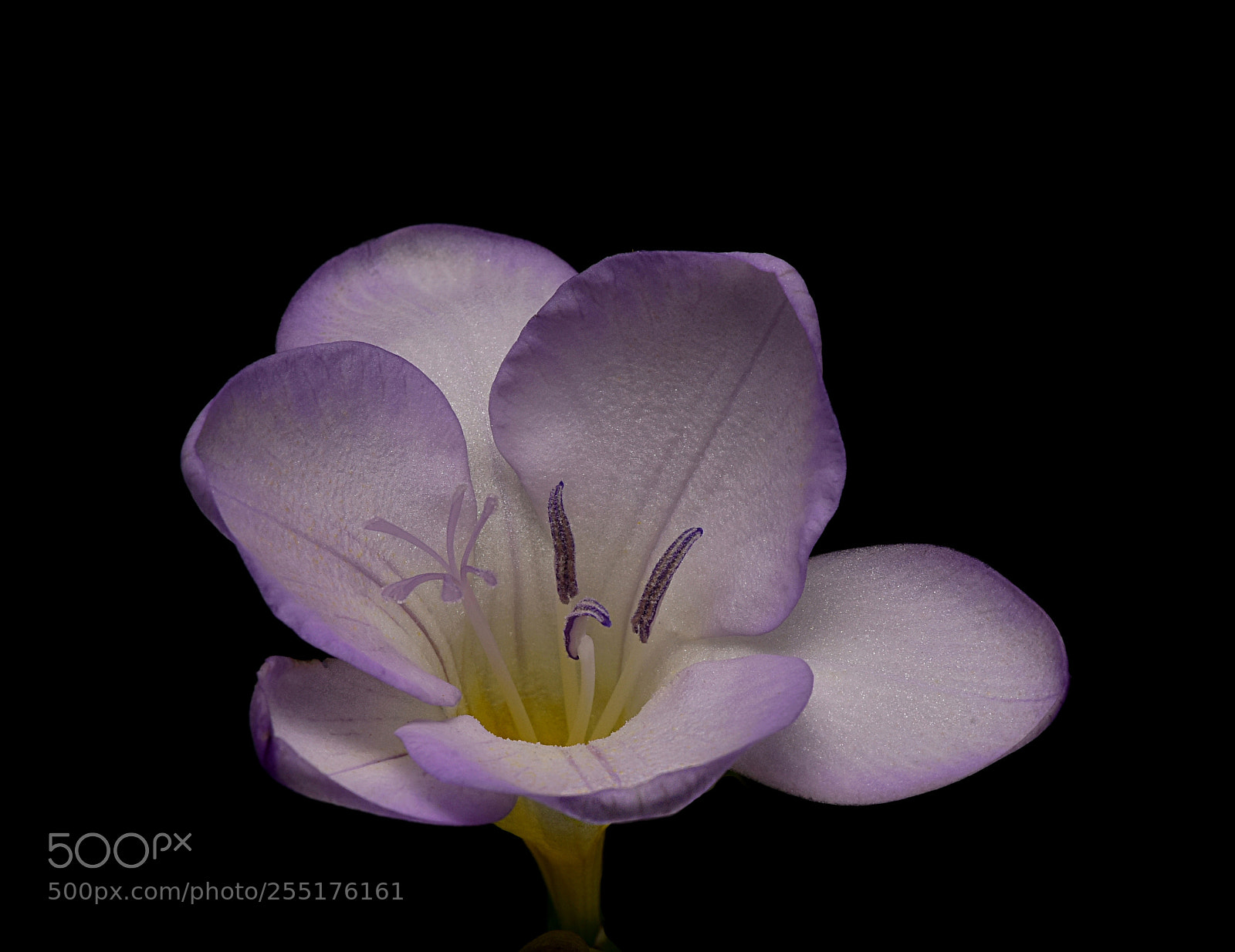 Nikon D810 sample photo. Freesia redacta ii photography