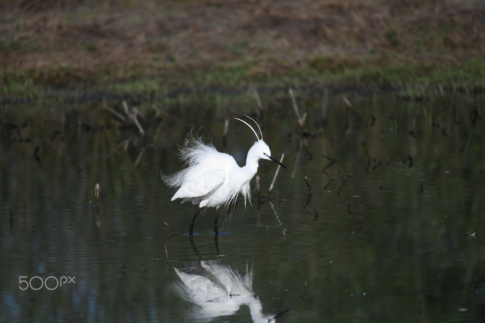 Nikon AF-S Nikkor 200-500mm F5.6E ED VR sample photo. Risvegli photography