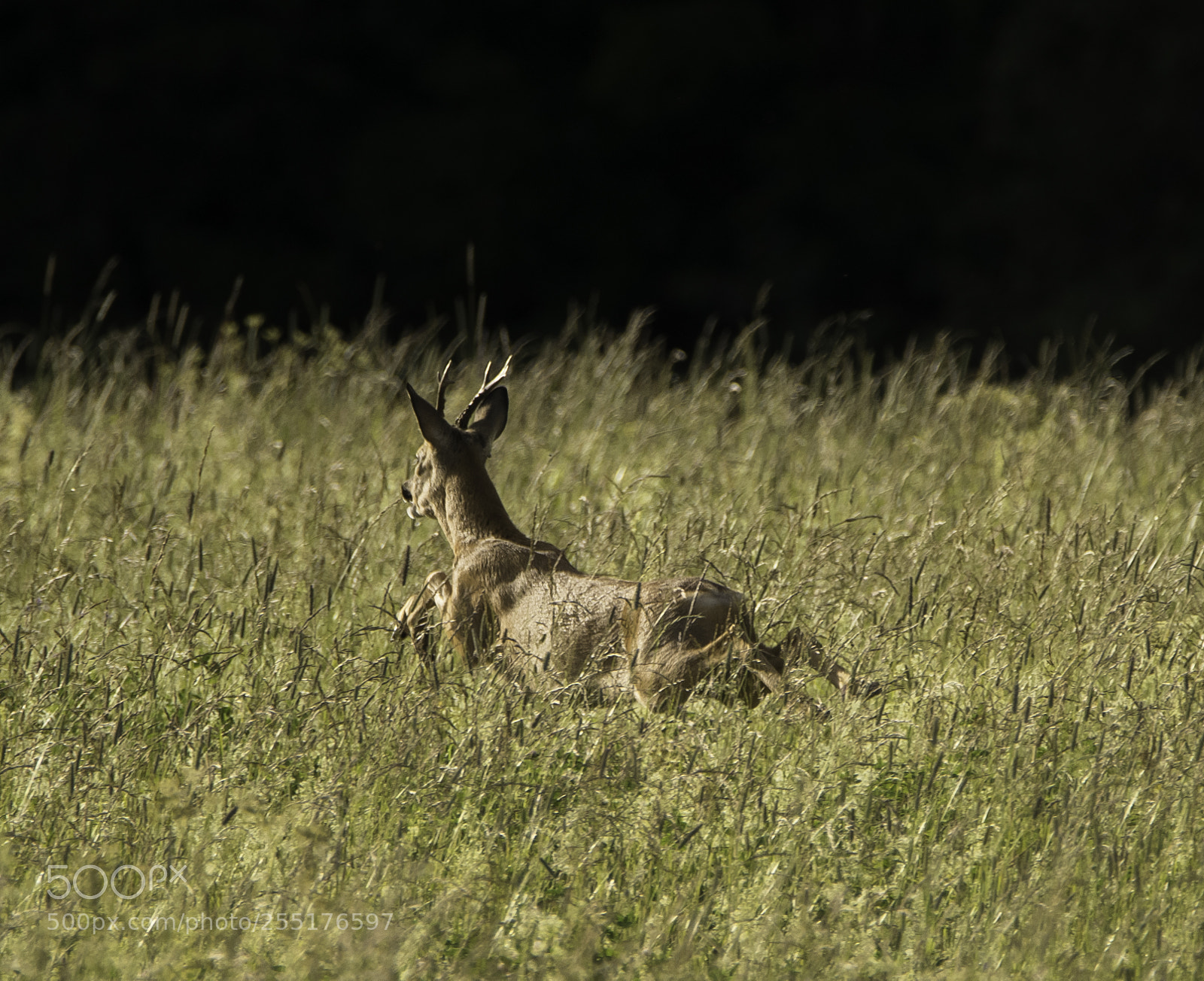 Nikon D5300 sample photo. Animals - mammals photography