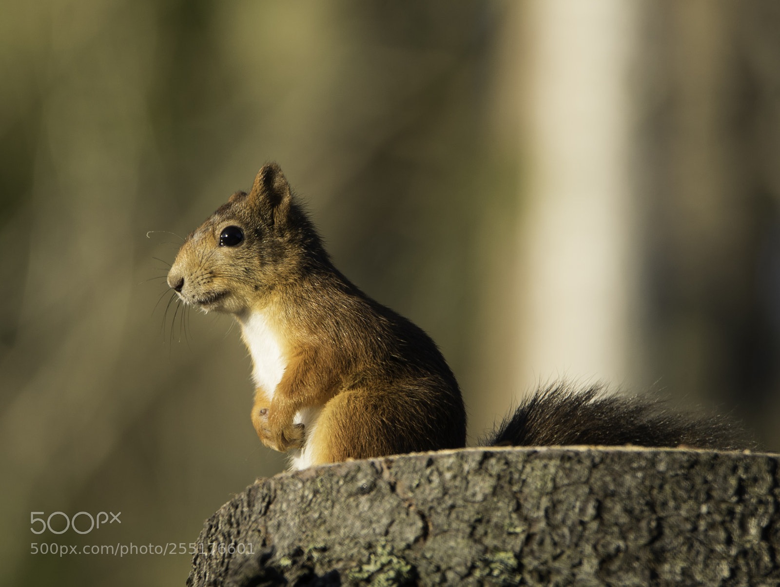 Nikon D5300 sample photo. Animals - mammals photography