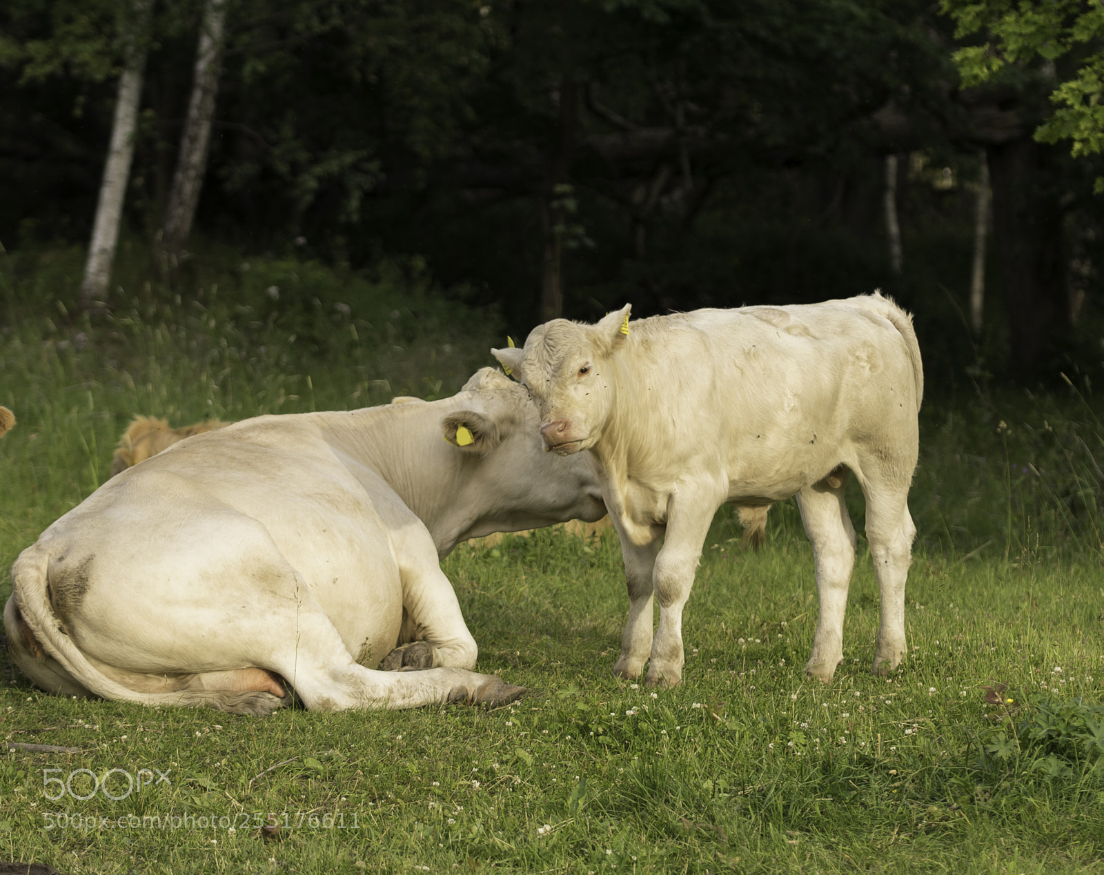 Nikon D5300 sample photo. Animals - mammals photography