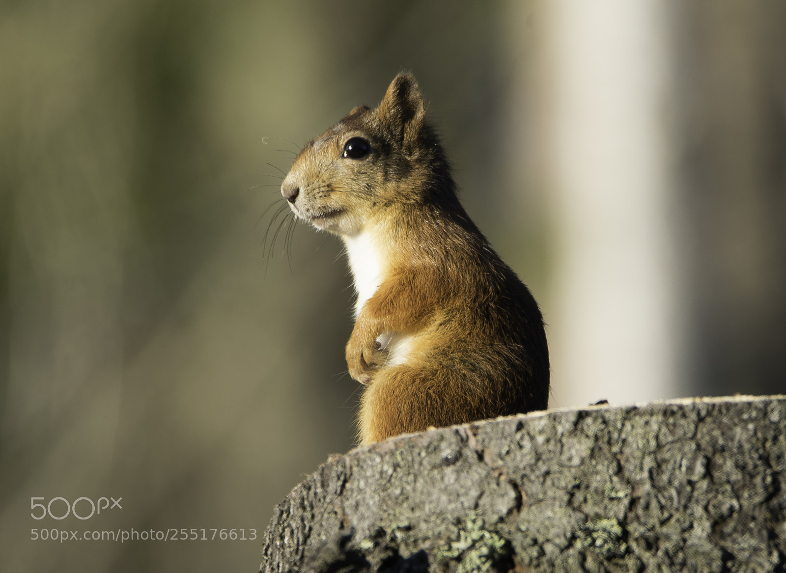 Nikon D5300 sample photo. Animals - mammals photography